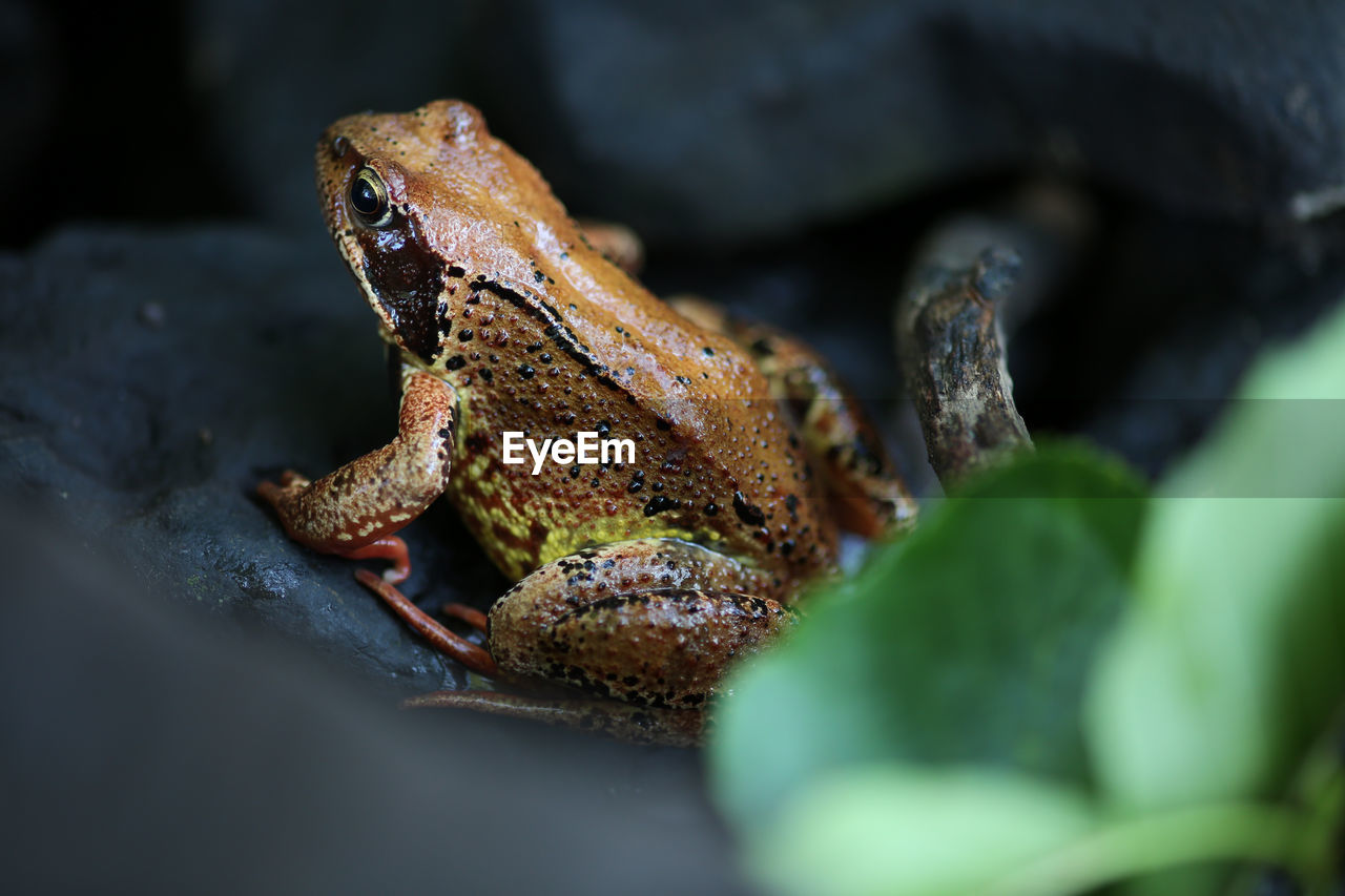 CLOSE-UP OF TURTLE