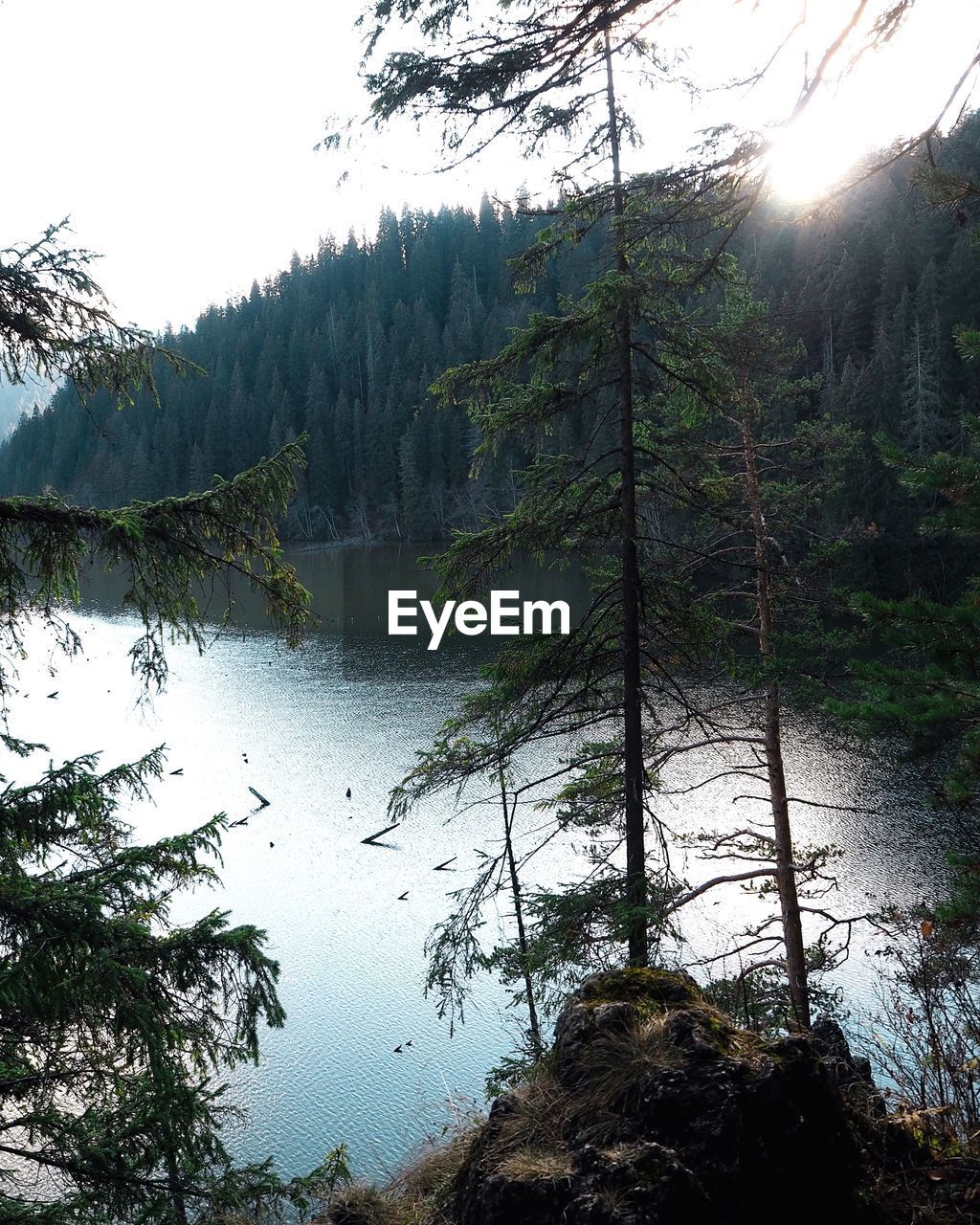 SCENIC VIEW OF LAKE BY TREES AGAINST SKY