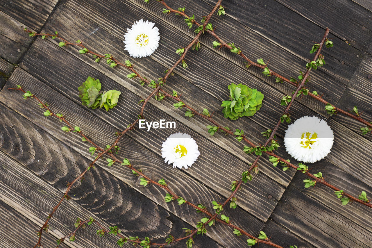 HIGH ANGLE VIEW OF FLOWERING PLANTS ON WOOD