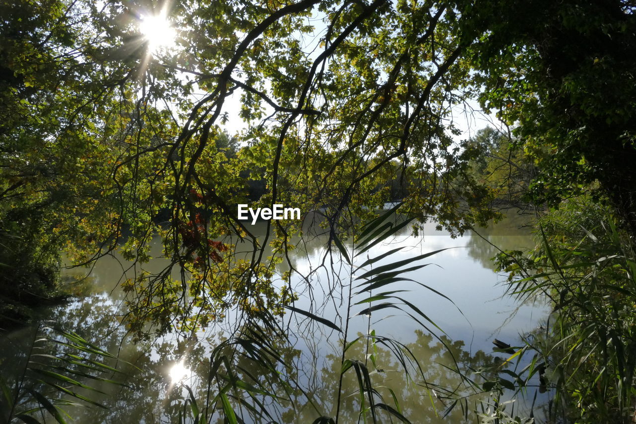 SCENIC VIEW OF LAKE IN FOREST