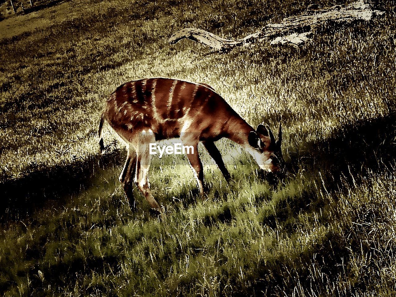 DOG STANDING ON GRASS