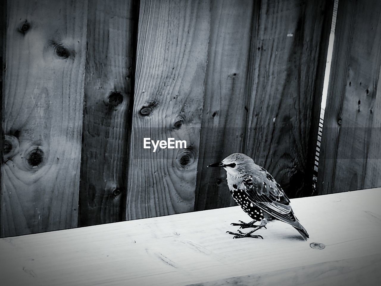 CLOSE-UP OF BIRD PERCHING ON WOODEN PLANK