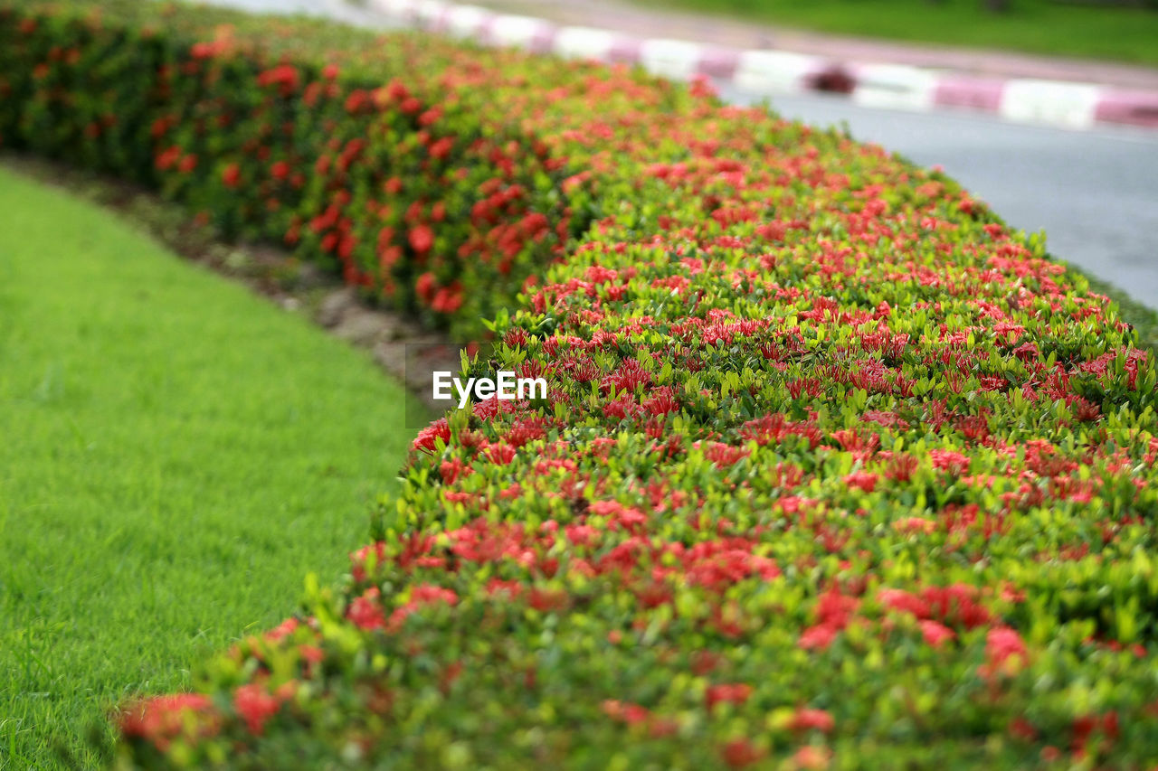 plant, flower, lawn, flowering plant, beauty in nature, freshness, nature, growth, grass, green, field, red, flowerbed, no people, land, landscape, environment, day, shrub, selective focus, springtime, ornamental garden, outdoors, garden, tranquility, formal garden, multi colored, agriculture, vibrant color, rural scene, landscaped, fragility, scenics - nature, summer, close-up, abundance, botany, tranquil scene, leaf