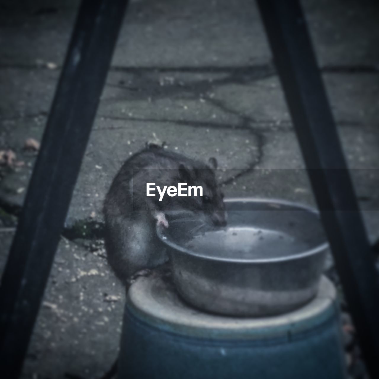 CLOSE-UP OF CAT DRINKING WATER FROM PIPE