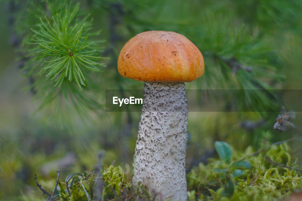 Mushroom close-up