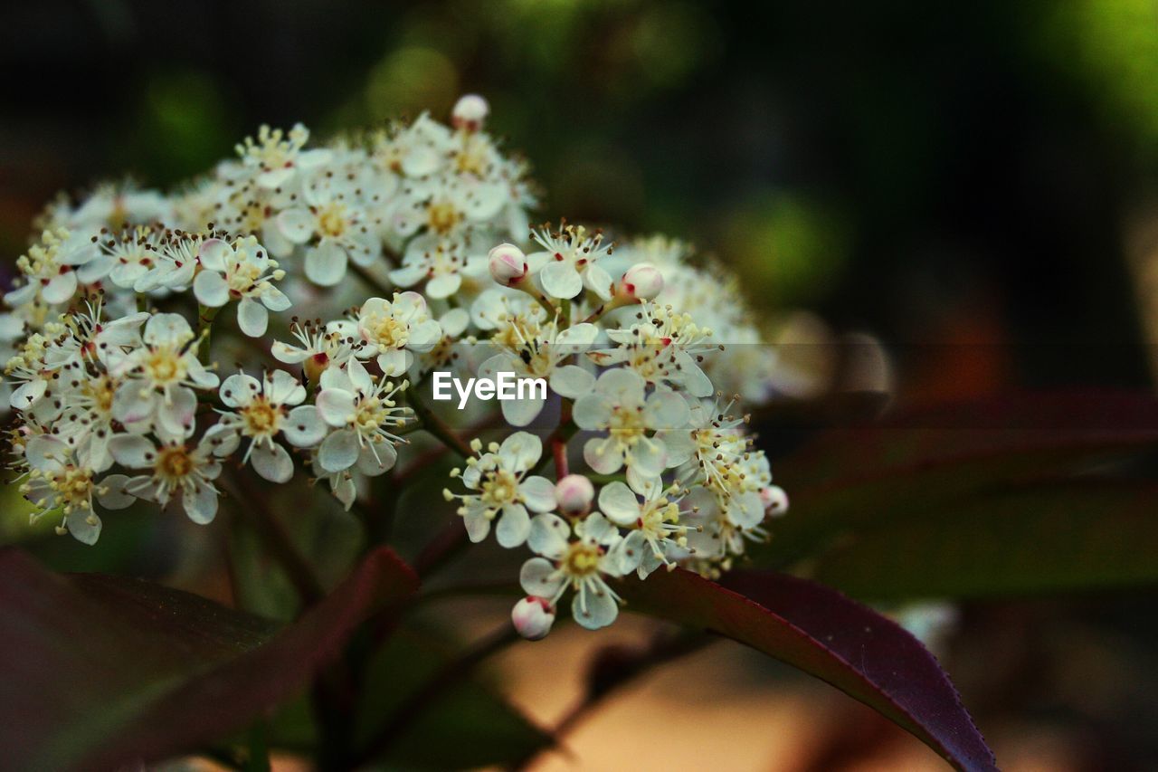 CLOSE-UP OF FLOWERS BLOOMING ON TREE