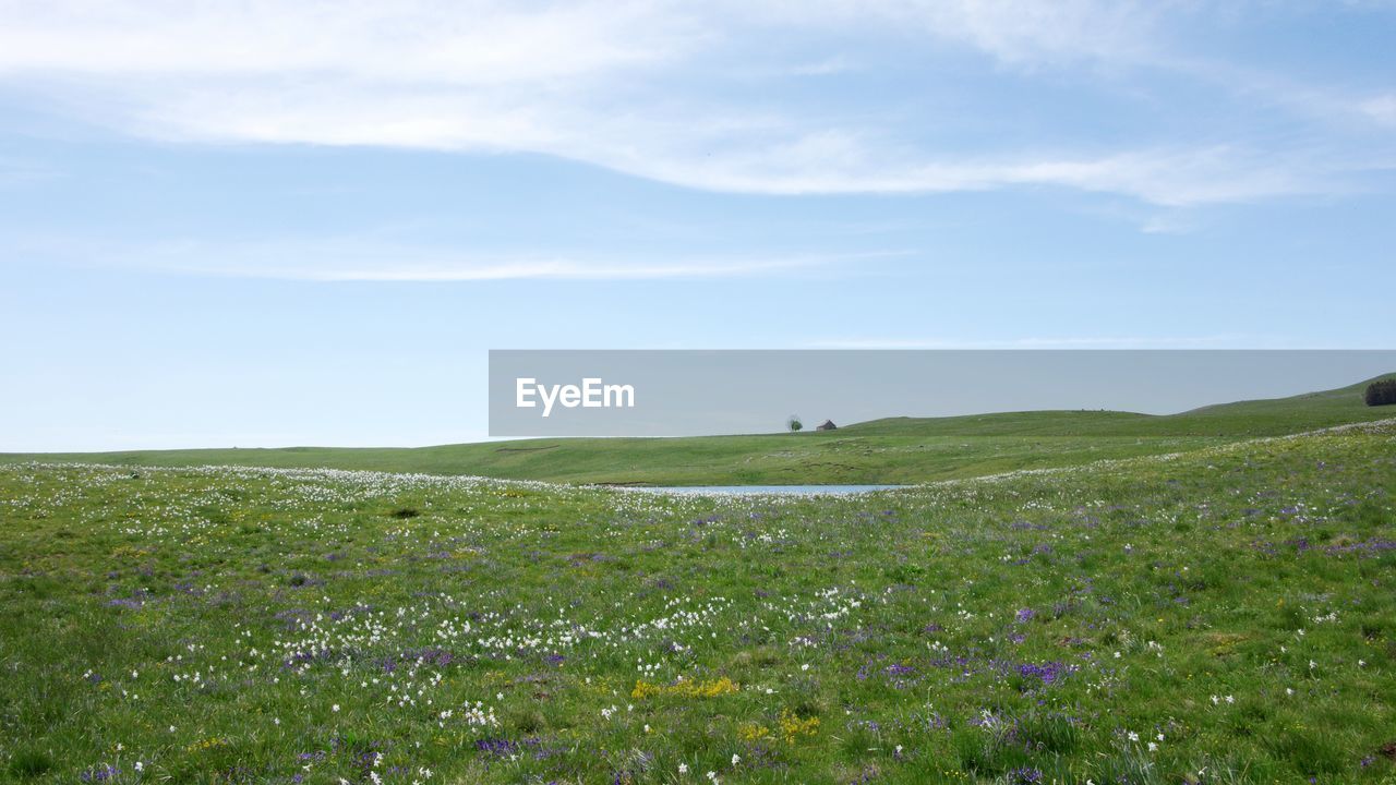 Scenic view of grassy field and lake against sky