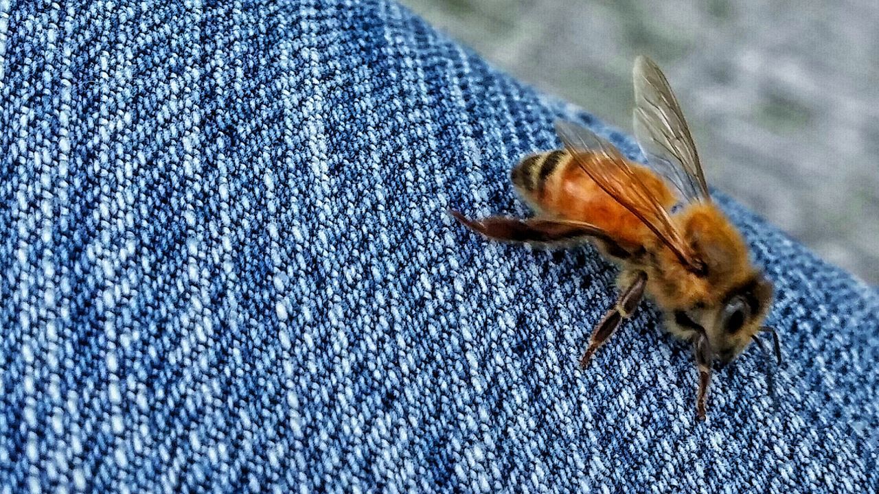 animal themes, one animal, insect, animals in the wild, day, fabric, blue, close-up, animal wildlife, no people, indoors, nature