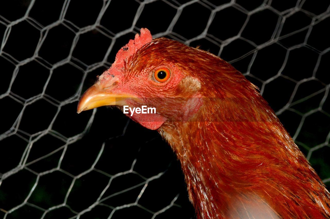 CLOSE-UP OF ROOSTER IN CAGE