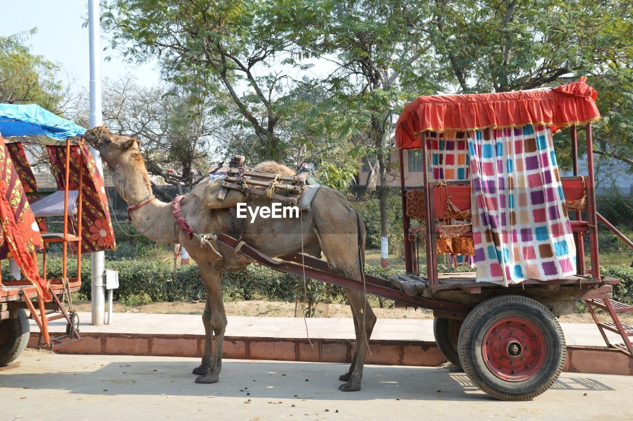 Camel cart on road against trees