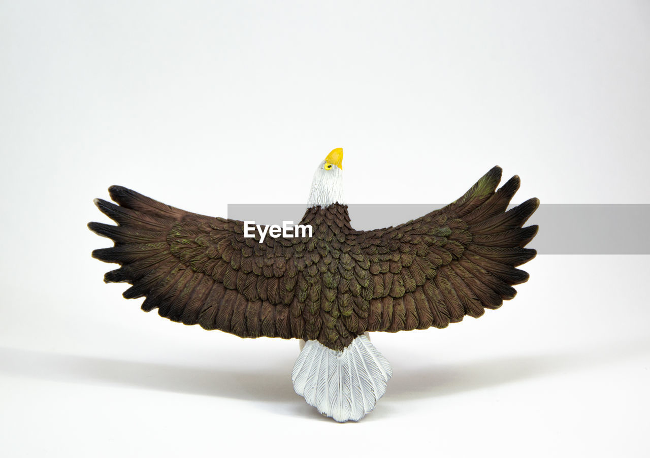 CLOSE-UP OF BIRD AGAINST WHITE BACKGROUND