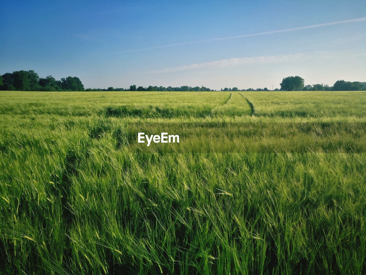 Scenic view of agricultural field against sky