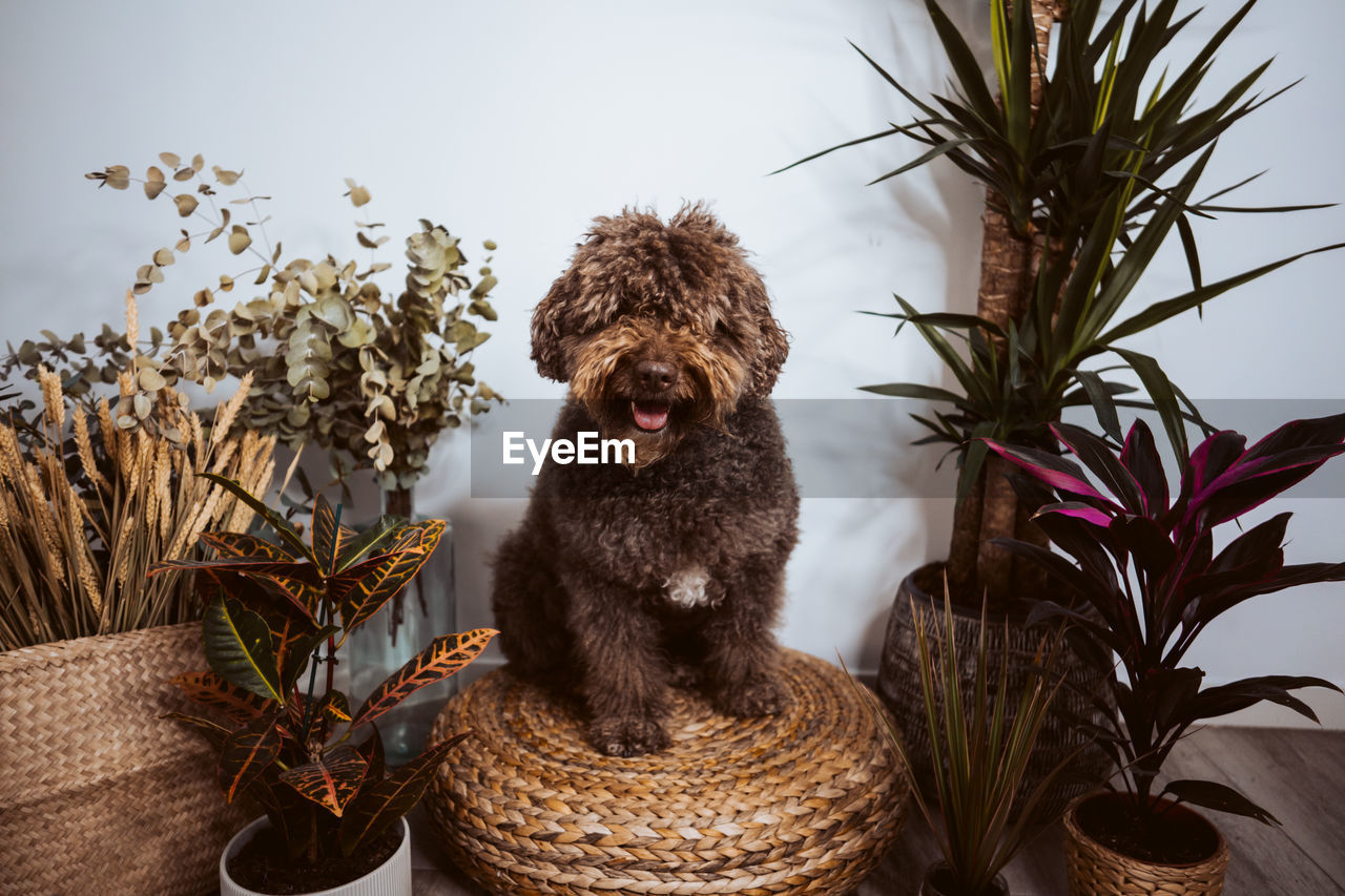 portrait of dog sitting on plant