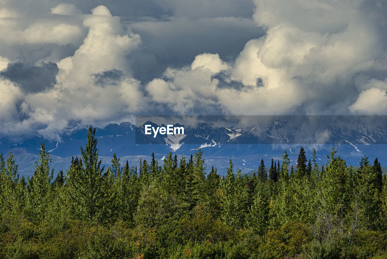Scenic view of forest against sky