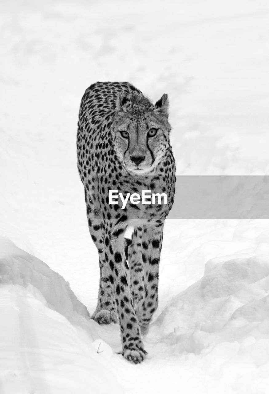 Portrait of cheetah walking on snowy landscape