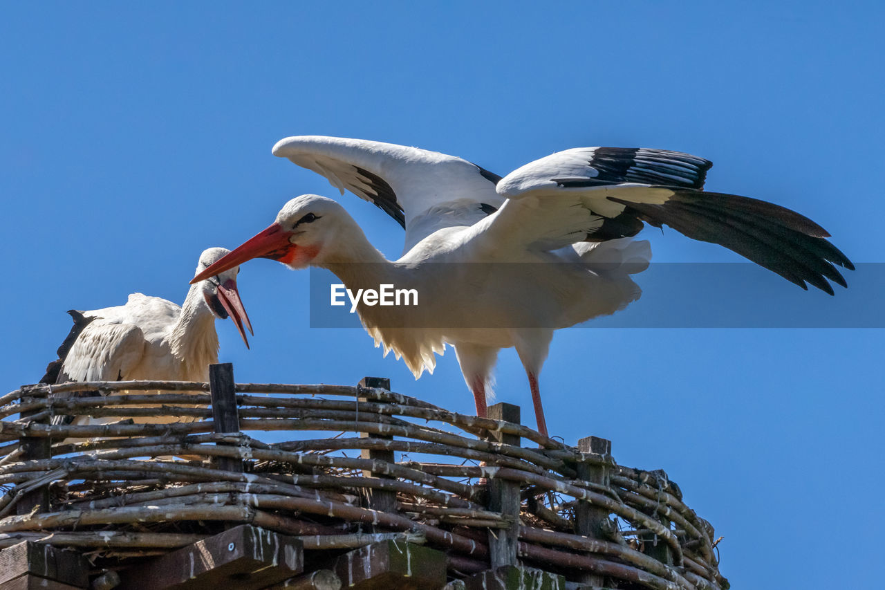 Two white storks, scientific name ciconia ciconia, with a red beak and red legs 