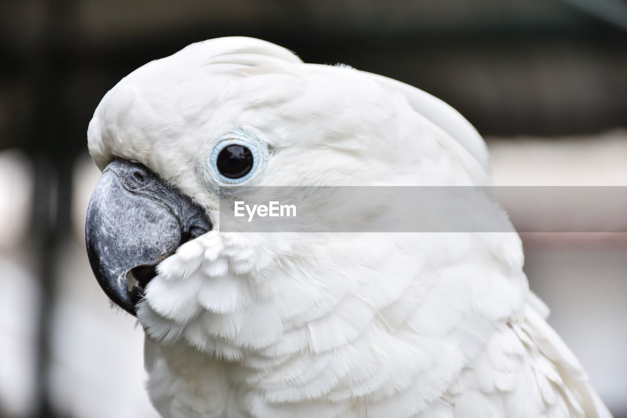 Close-up of a bird