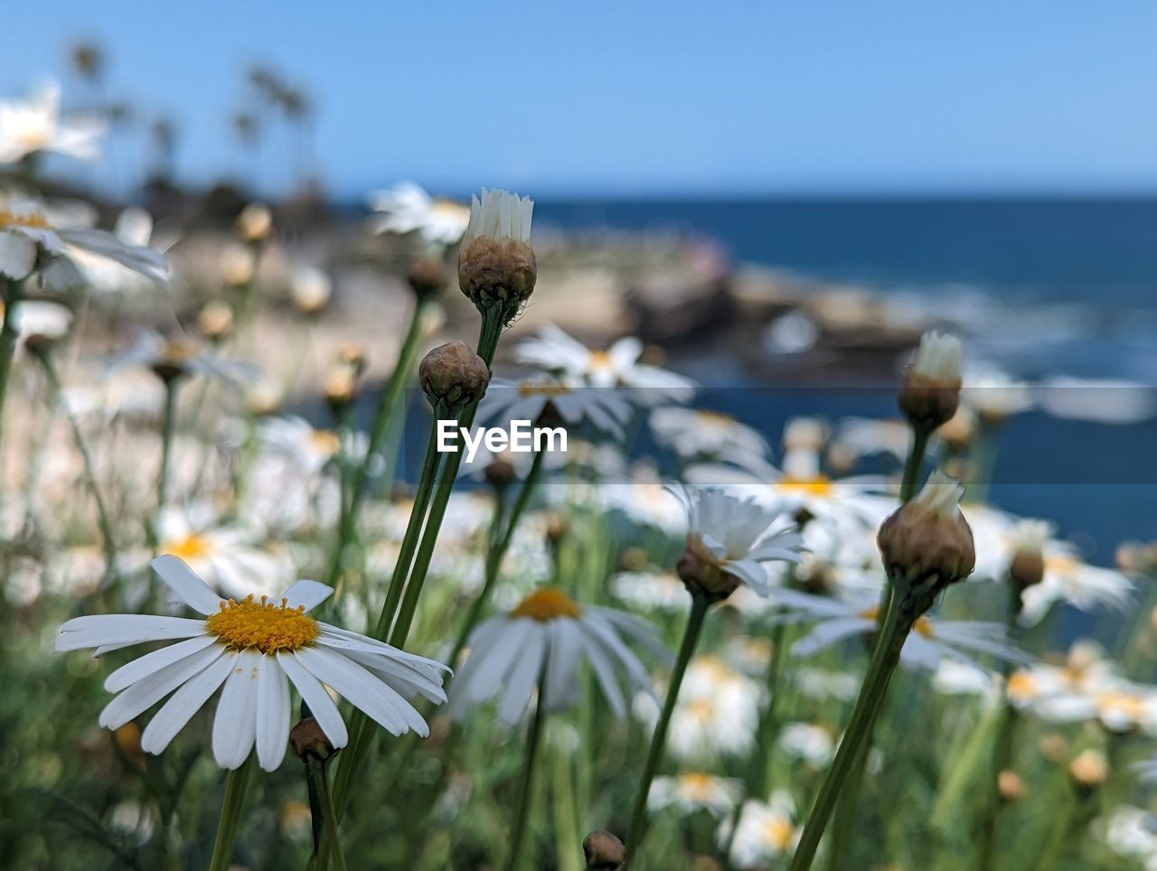 flower, flowering plant, plant, beauty in nature, nature, freshness, sky, water, land, close-up, focus on foreground, sea, no people, fragility, meadow, sunlight, field, growth, white, grass, daisy, day, flower head, tranquility, summer, wildflower, outdoors, springtime, clear sky, petal, environment, inflorescence, selective focus, scenics - nature, blossom, horizon, blue, macro photography, botany, beach, travel destinations, non-urban scene, landscape
