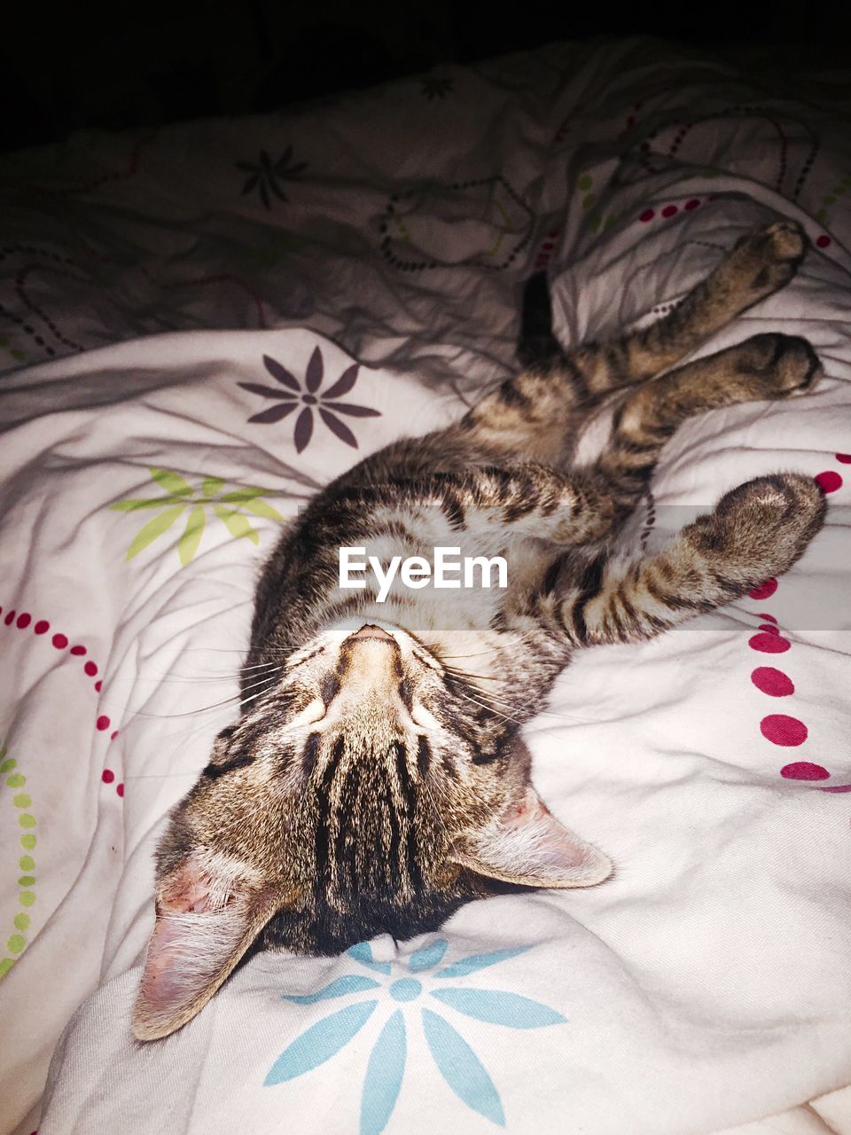 CLOSE-UP OF CAT SLEEPING ON BED