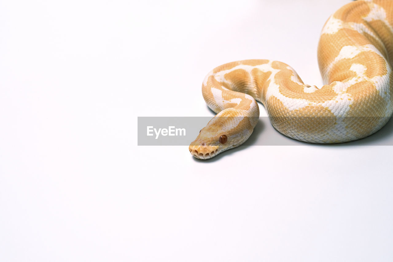 high angle view of snake against white background
