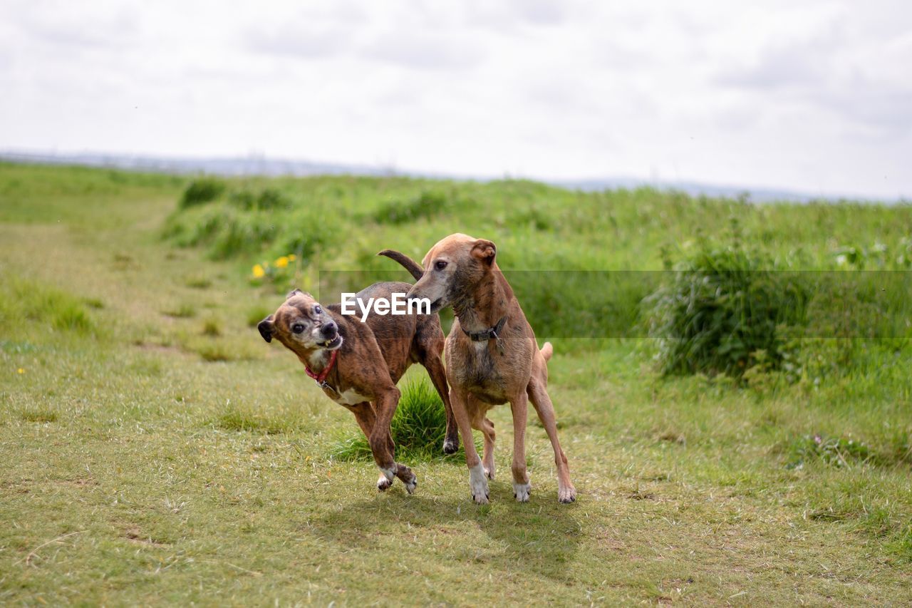VIEW OF DOGS ON LANDSCAPE