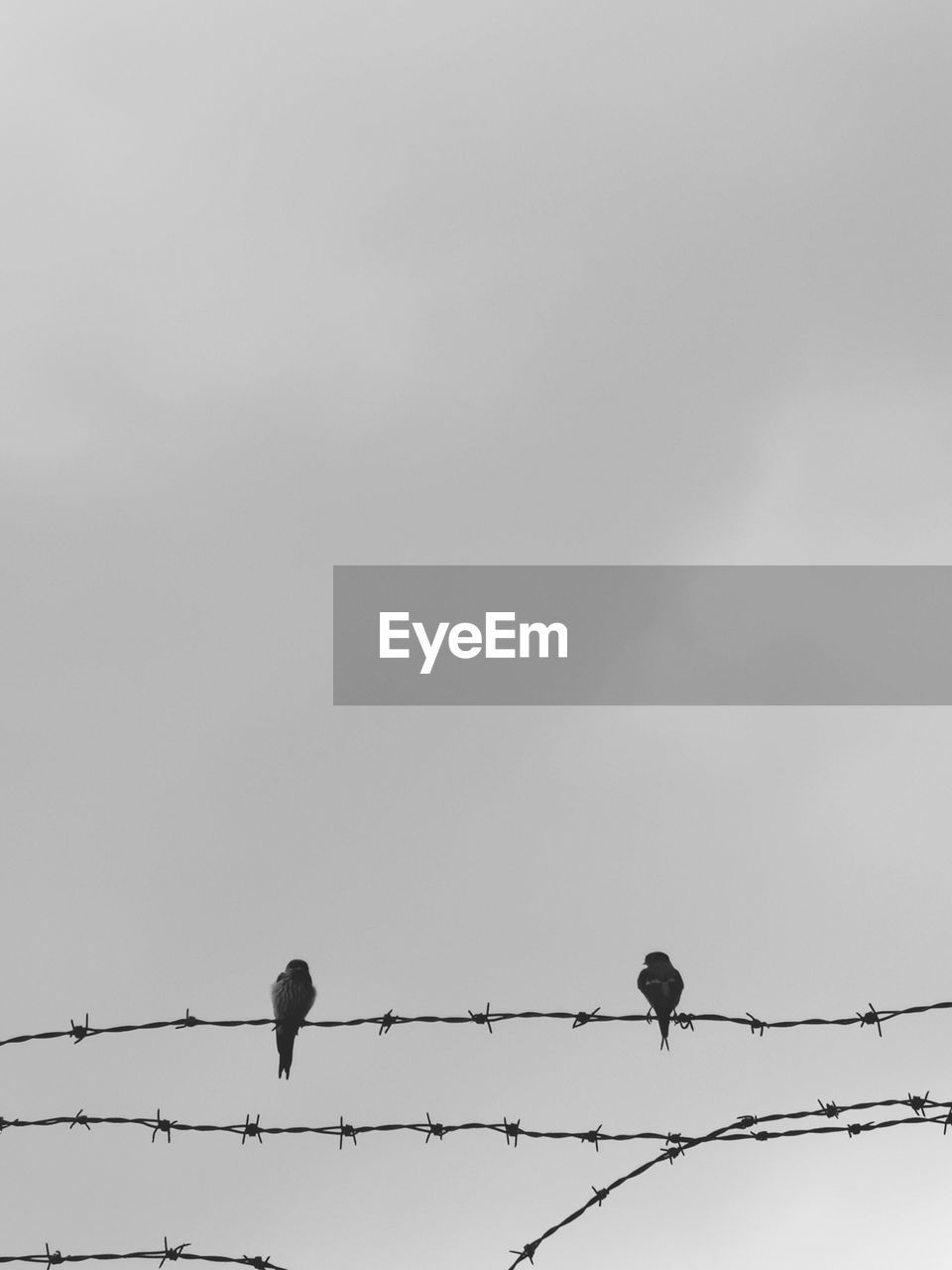 Low angle view of birds perching on barbed wire against sky