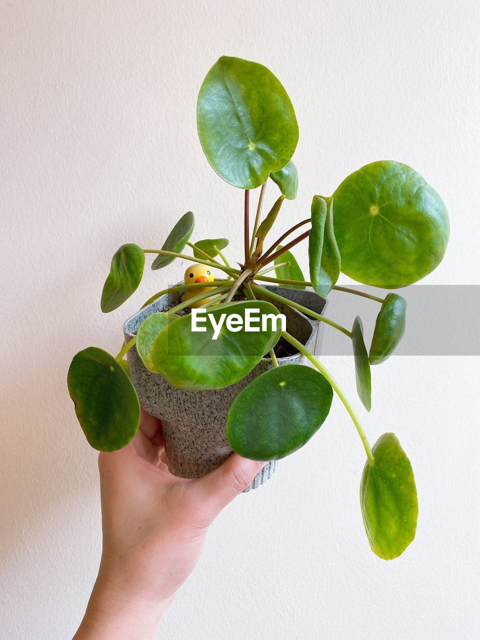 Close-up of hand holding plant against white background