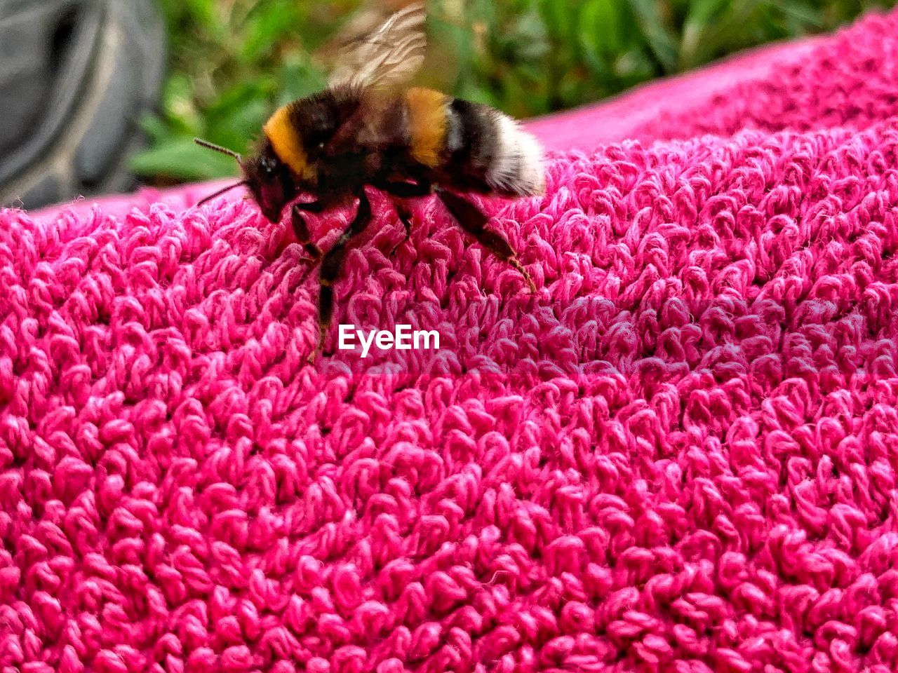 CLOSE-UP OF BEE POLLINATING FLOWER