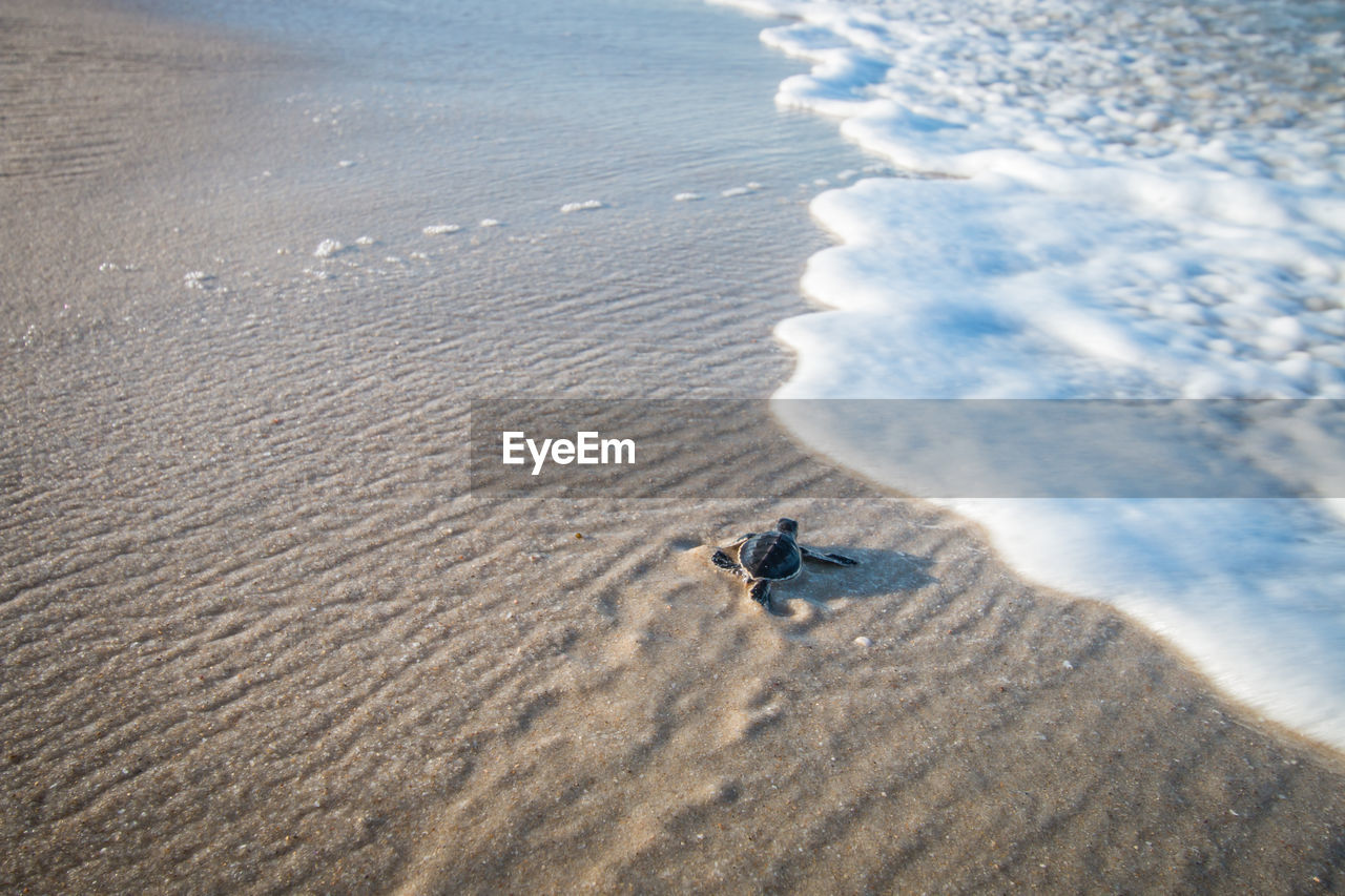High angle view of sea turtle at beach