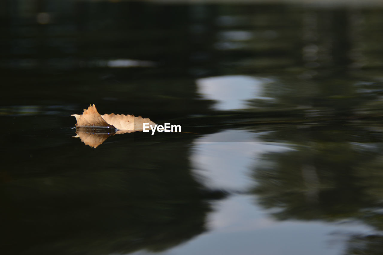 Close-up of leaf floating on water