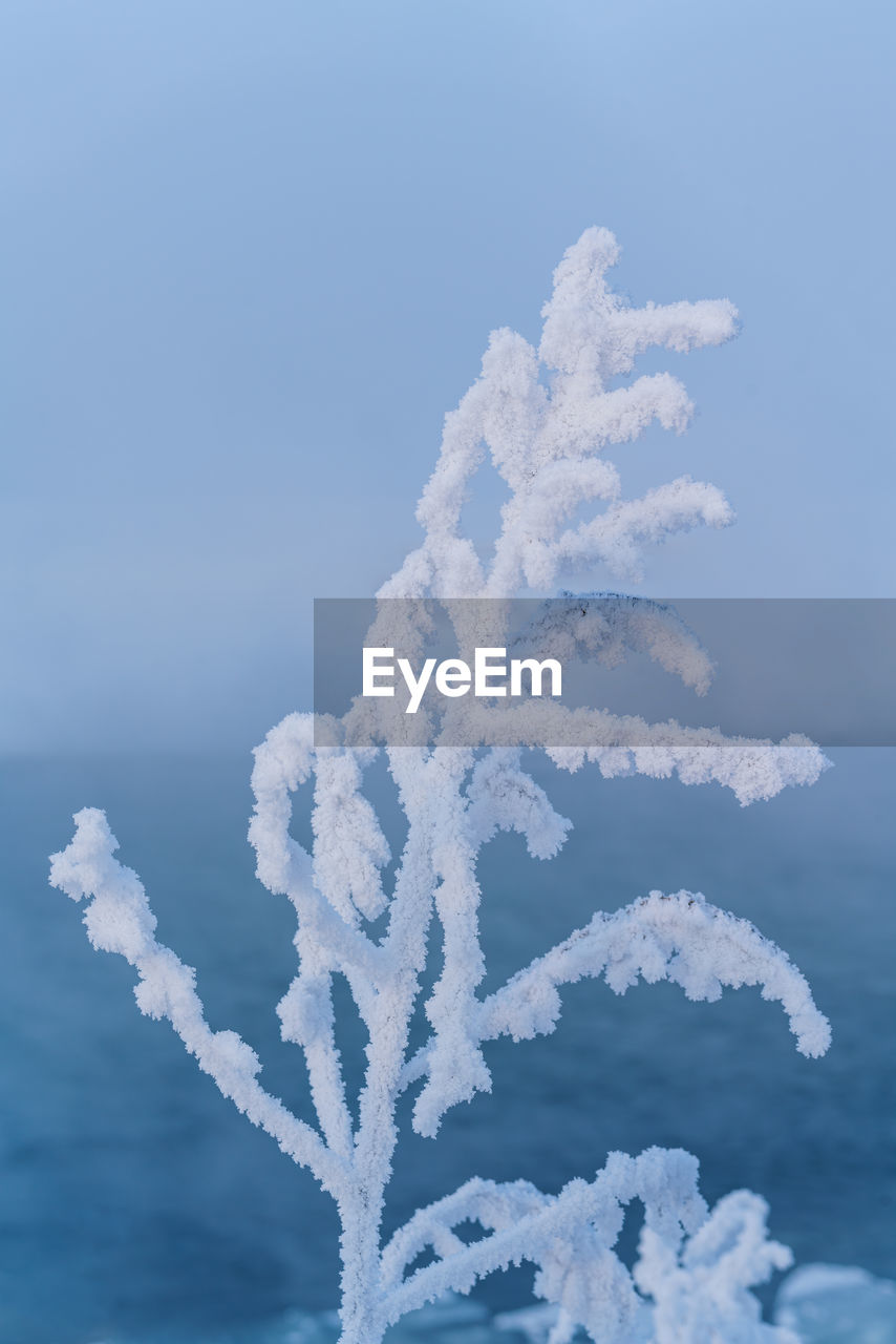 Close-up of frozen tree against blue sky