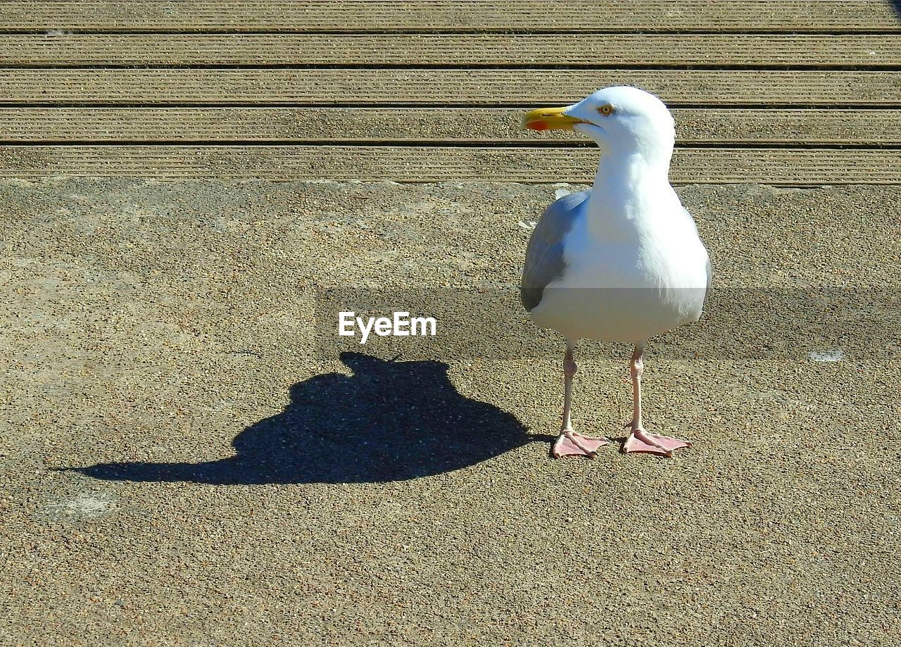 CLOSE-UP OF BIRD ON SHADOW