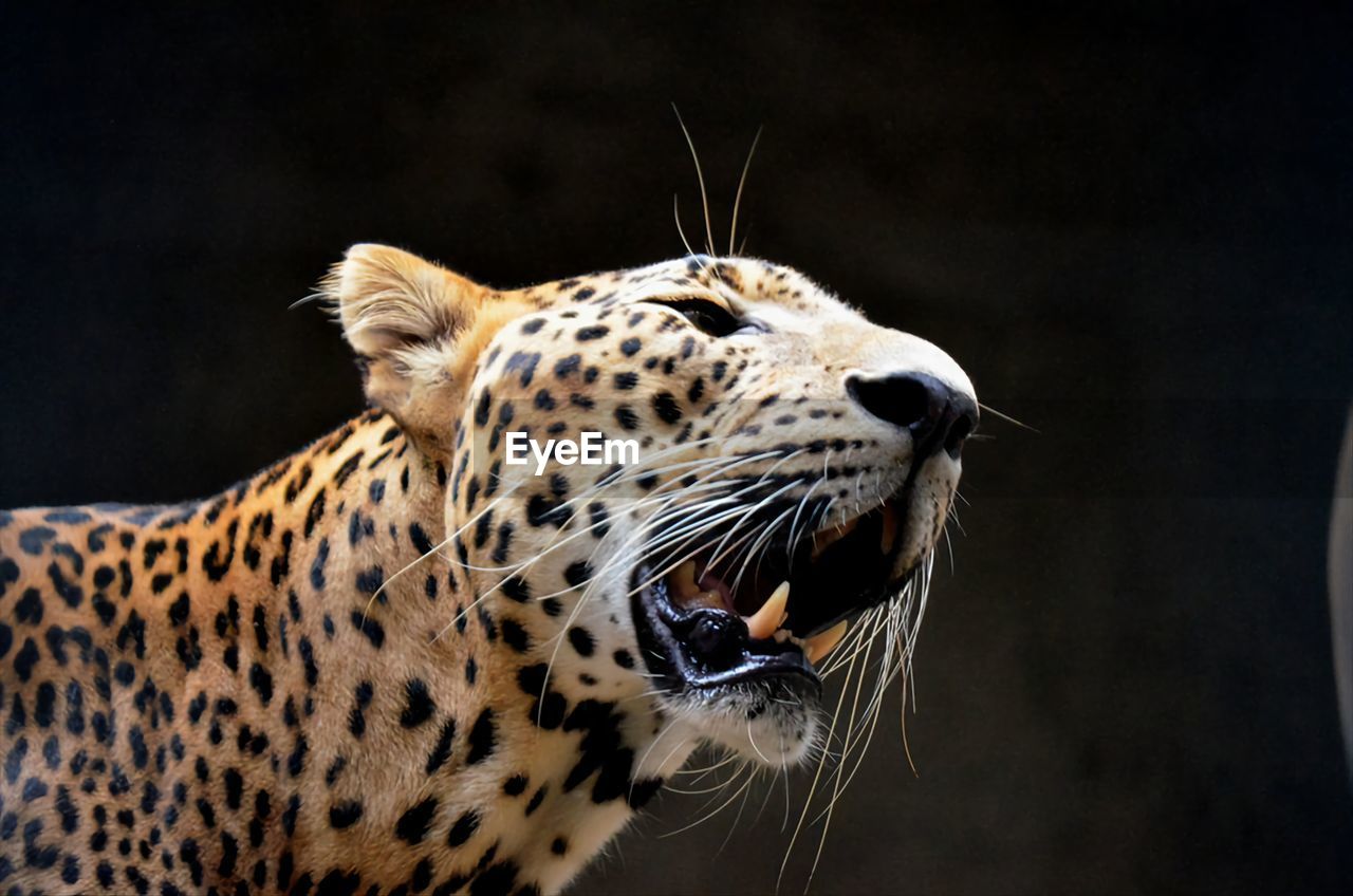 close-up of tiger in zoo