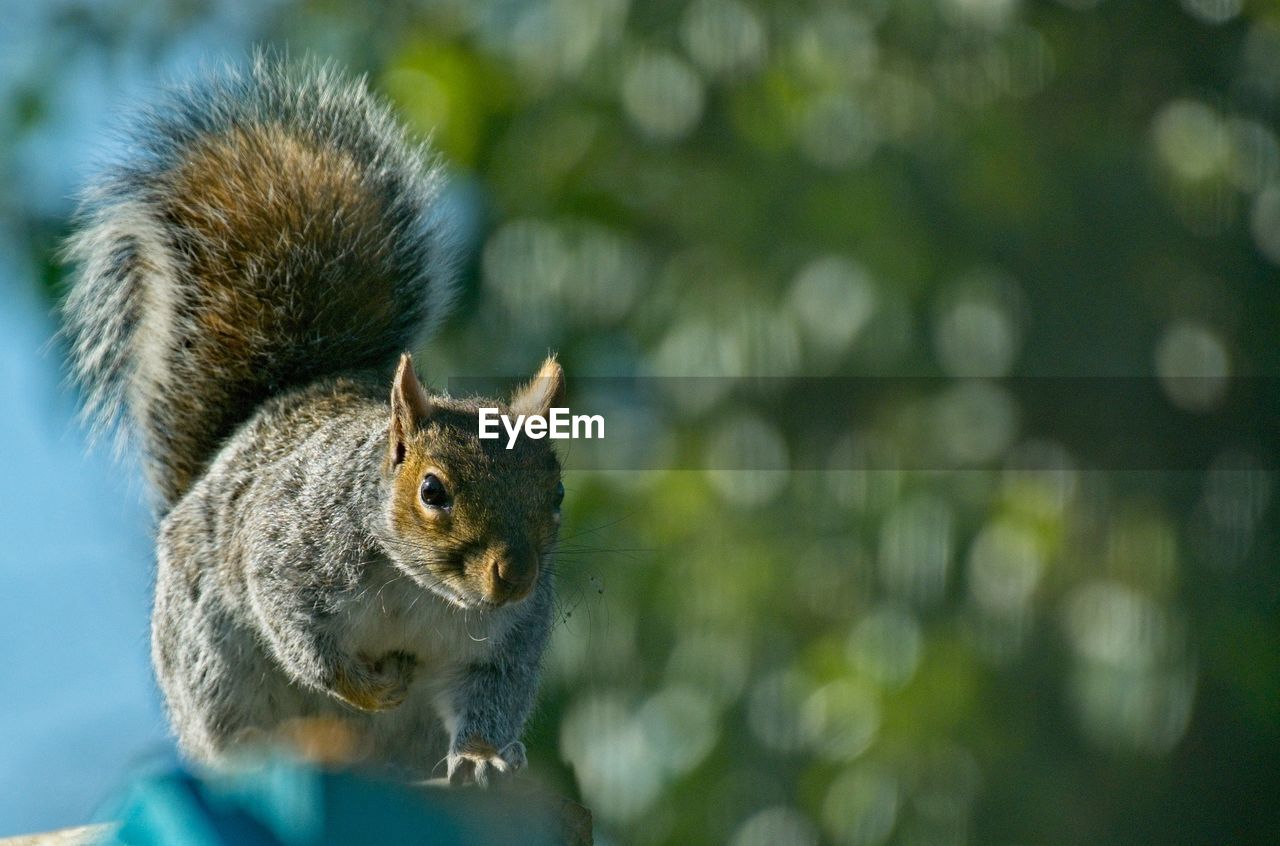 CLOSE-UP OF SQUIRREL ON A TREE