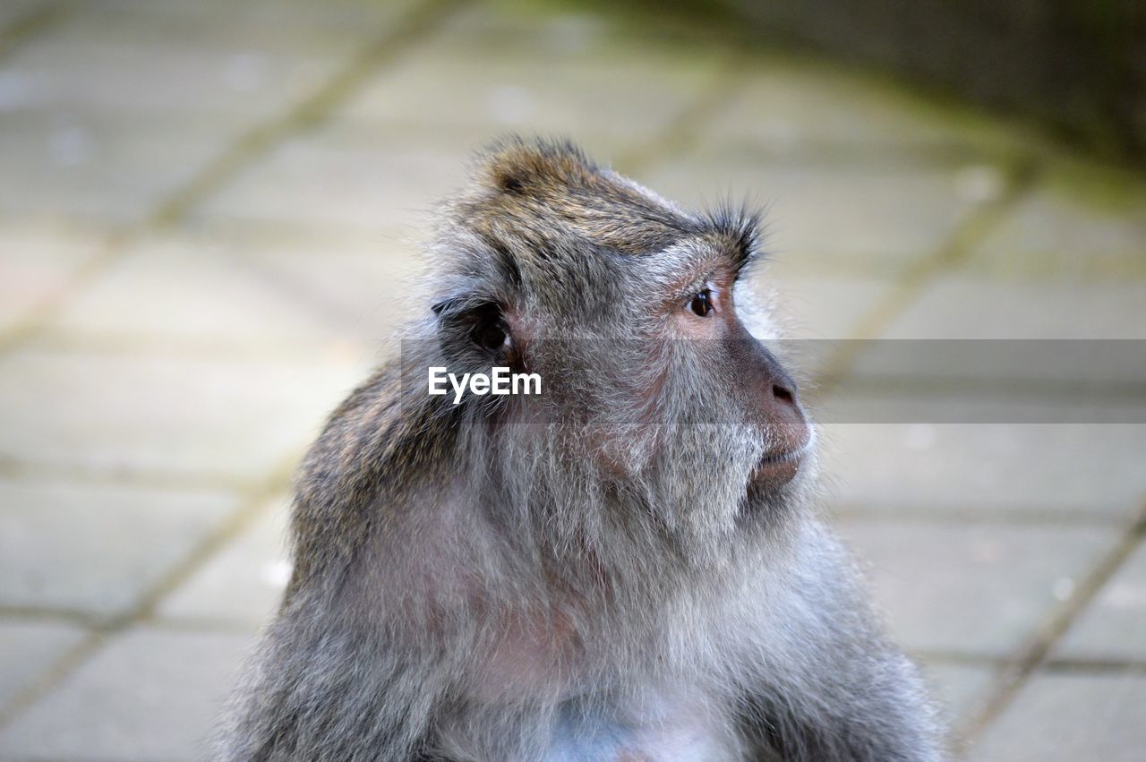 Close-up of monkey
