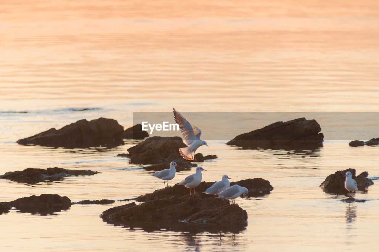 View of seagulls on beach in sunrise 