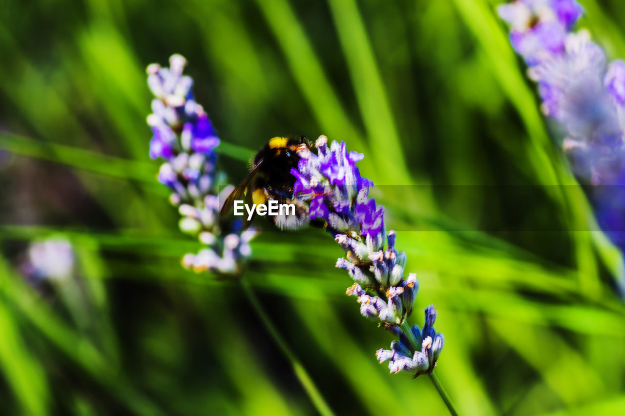 CLOSE-UP OF BEE ON LAVENDER