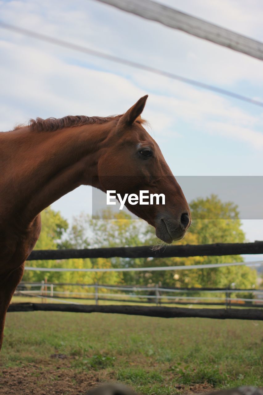 HORSE STANDING IN RANCH