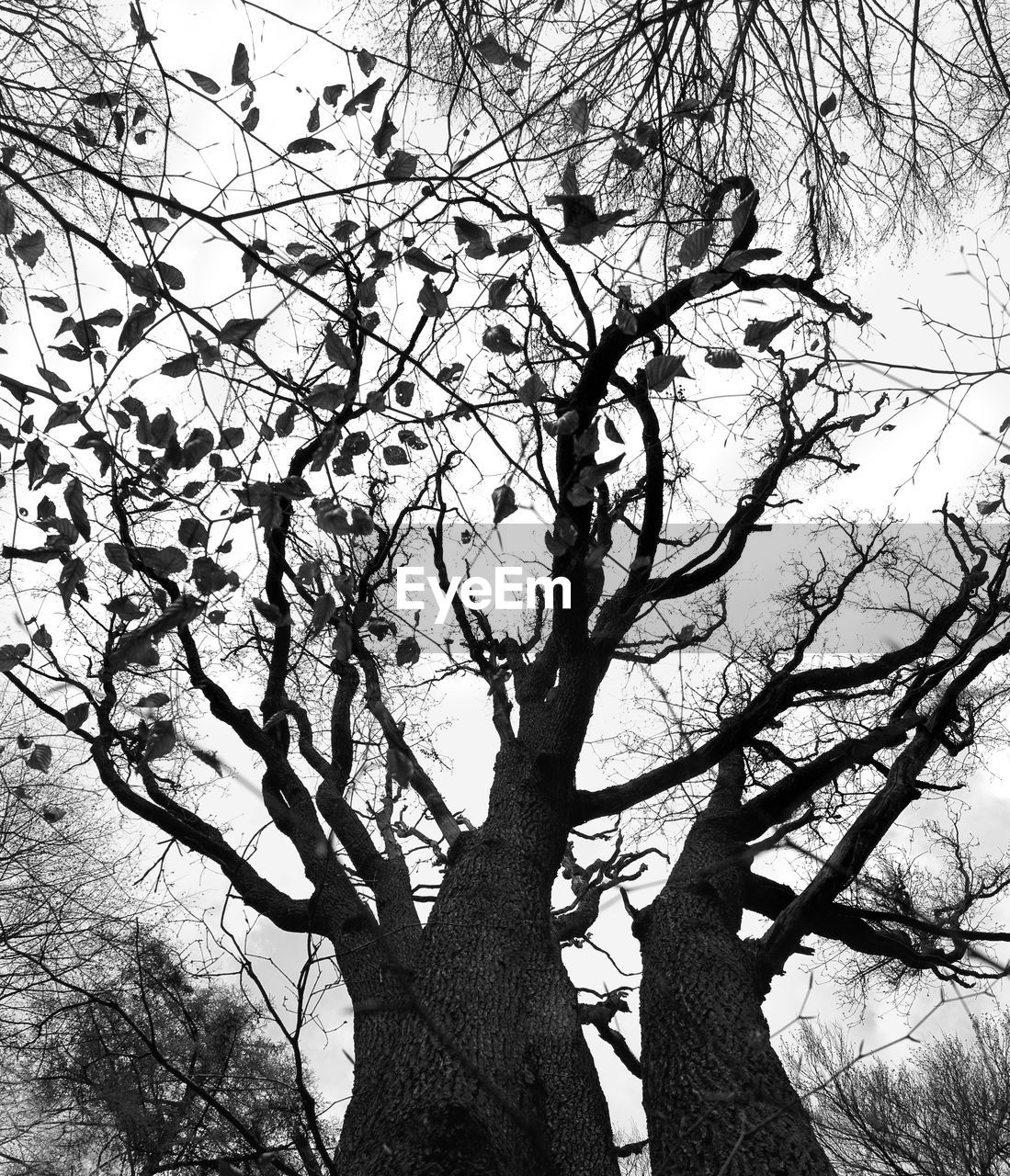 LOW ANGLE VIEW OF TREES AGAINST SKY
