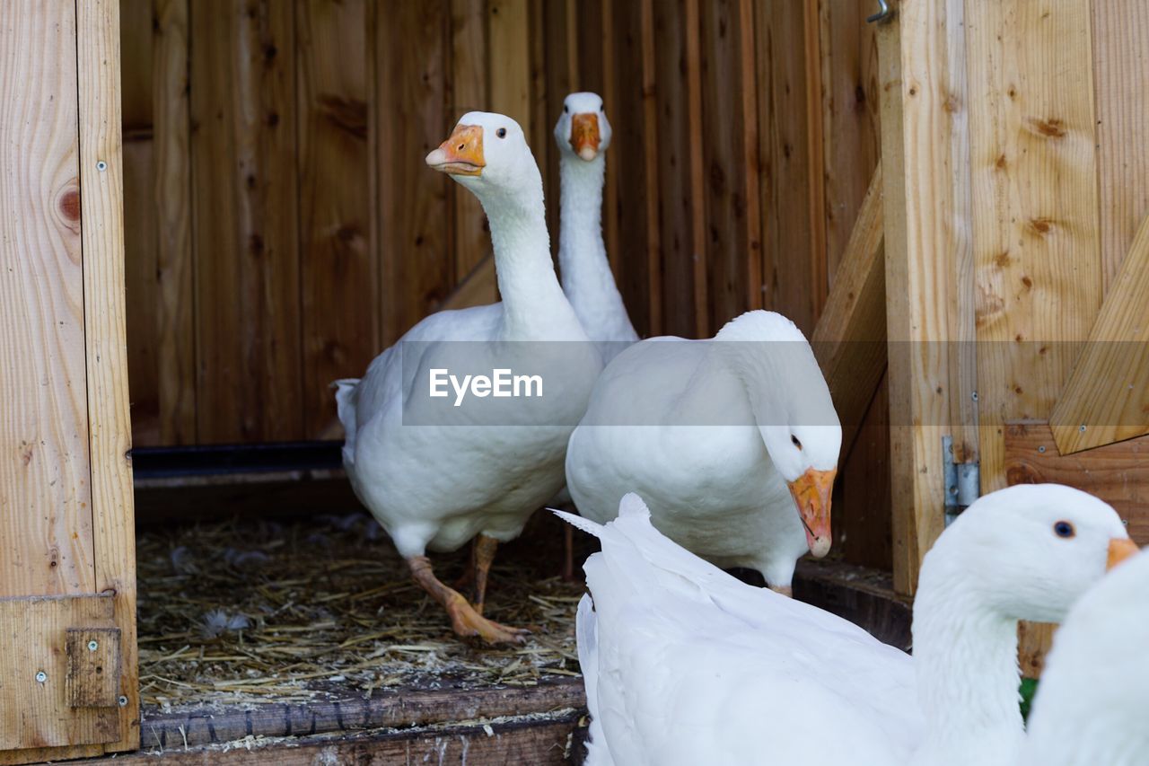 View of goose in wooden pen