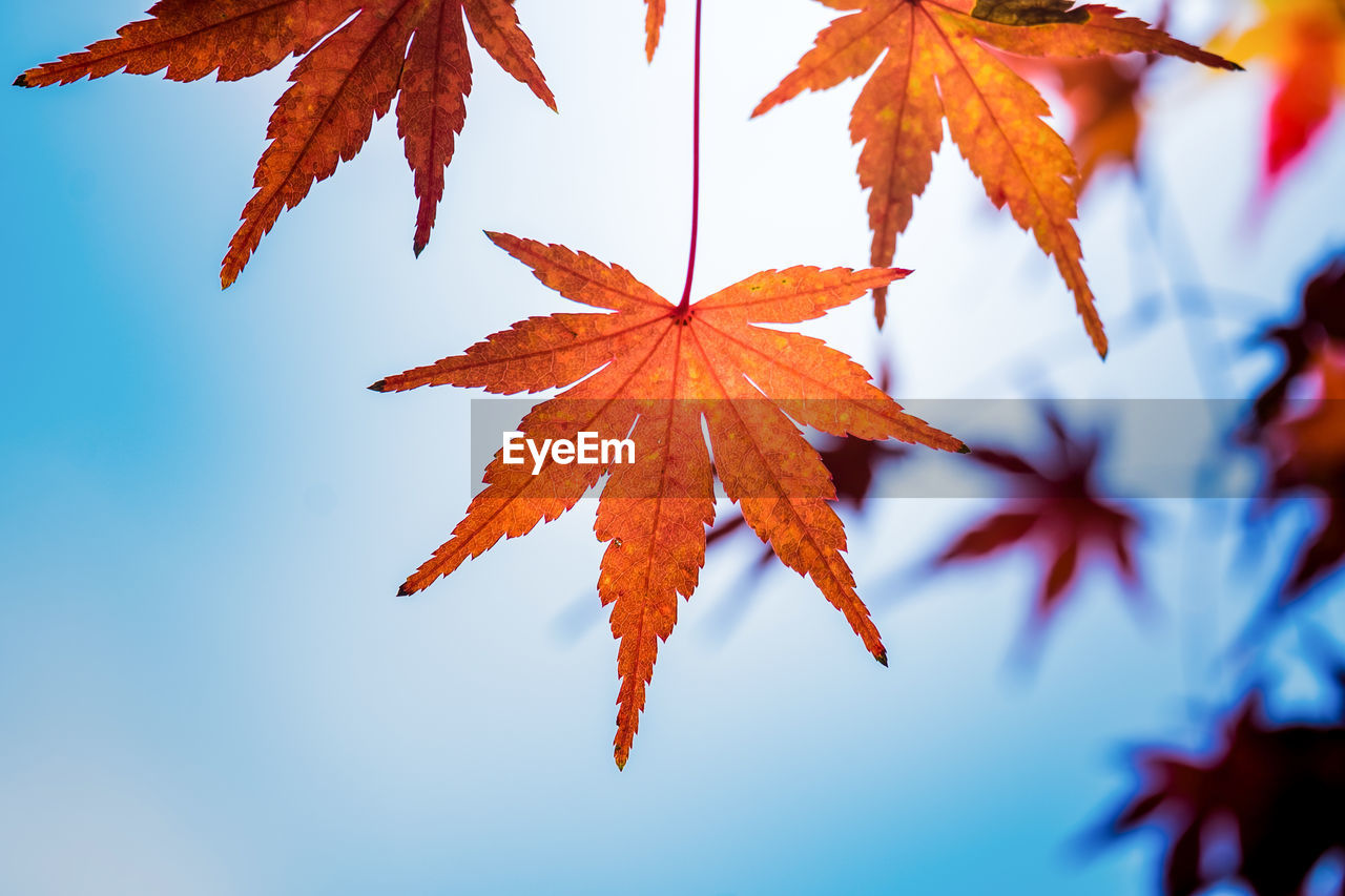 Low angle view of maple leaves on branch