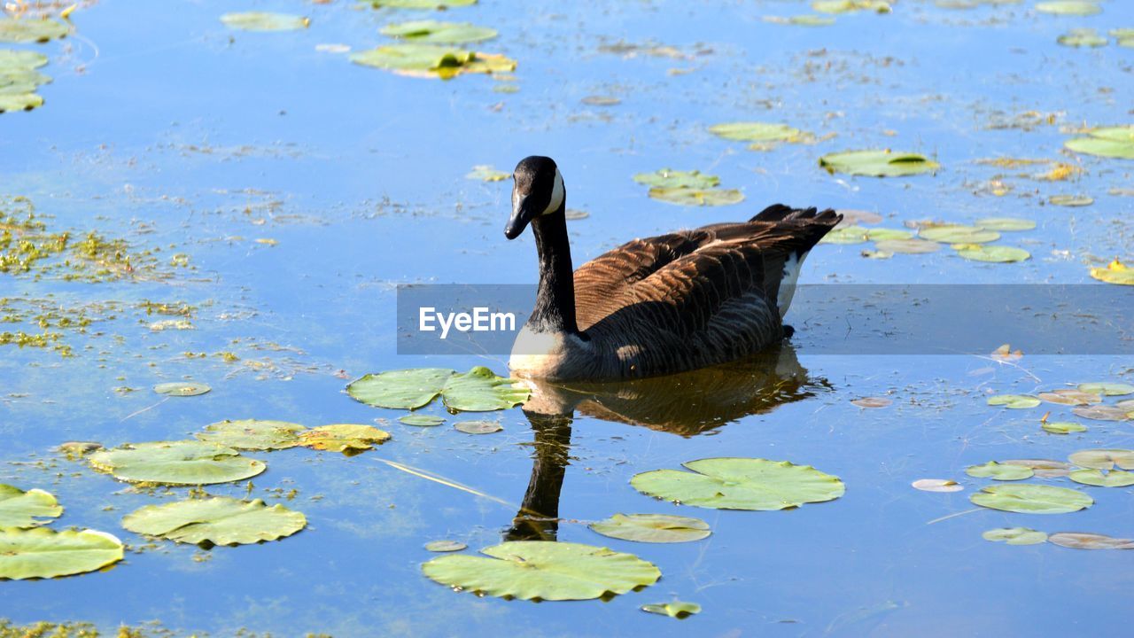 DUCK SWIMMING IN LAKE