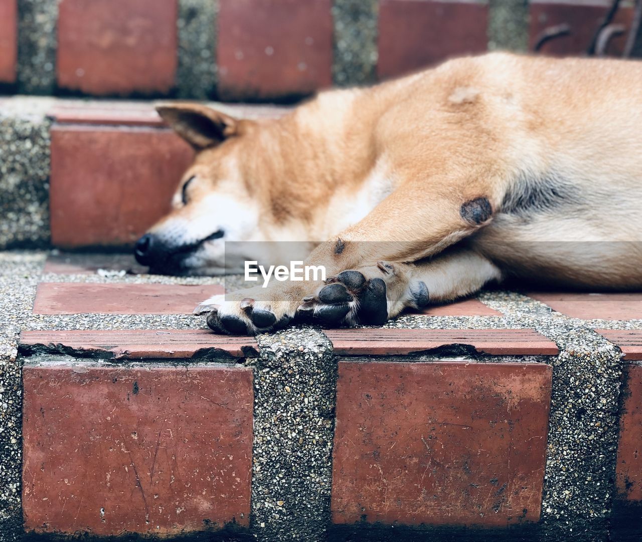 animal, animal themes, mammal, one animal, pet, dog, relaxation, domestic animals, puppy, sleeping, resting, no people, lying down, canine, carnivore, brick, wall, day