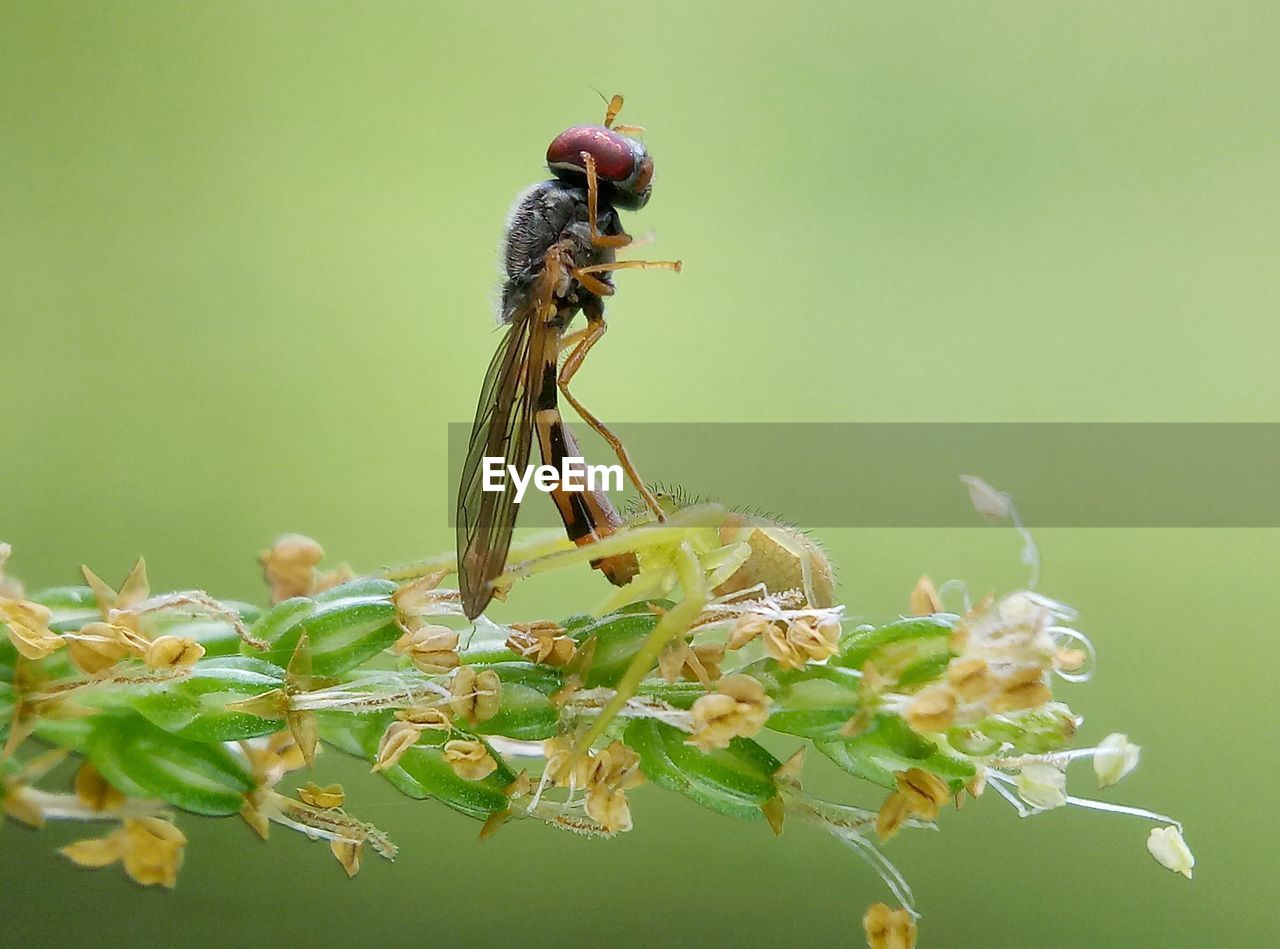 CLOSE-UP OF GRASSHOPPER ON RED FLOWER