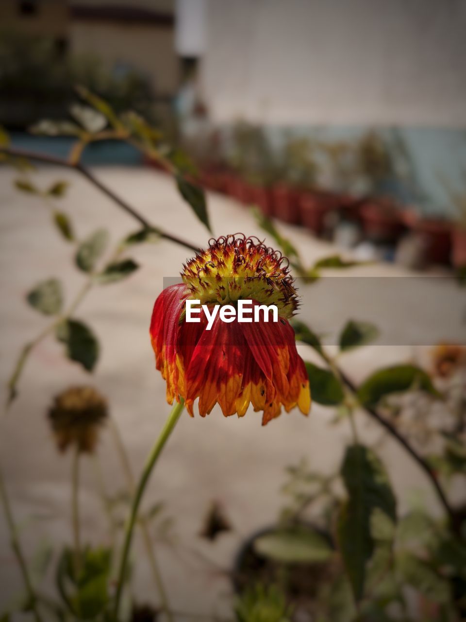 CLOSE-UP OF RED FLOWER AGAINST BLURRED BACKGROUND