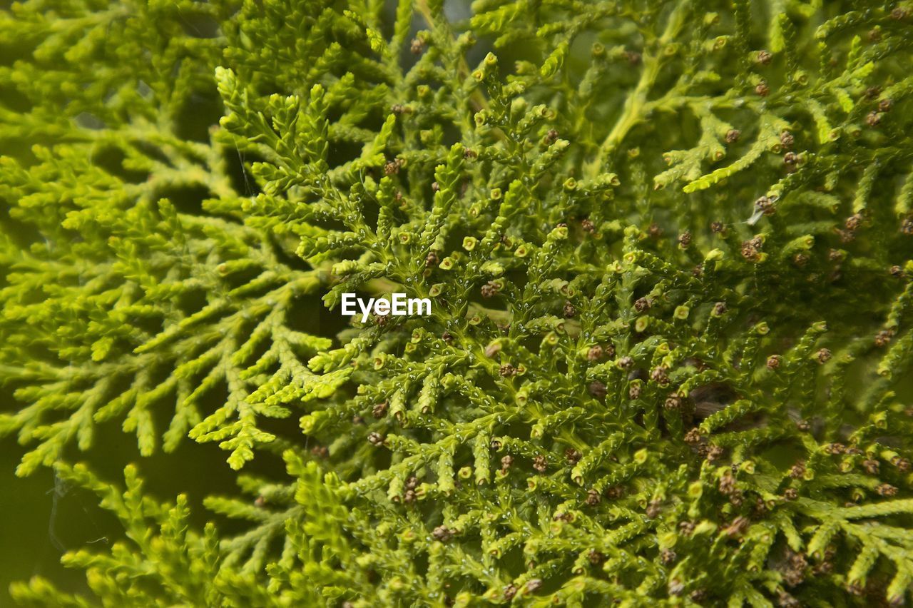 green, plant, growth, nature, tree, beauty in nature, moss, no people, leaf, plant part, close-up, full frame, backgrounds, day, branch, outdoors, spruce, shrub, freshness, flower, fir, land, tranquility, non-vascular land plant, sunlight, food and drink