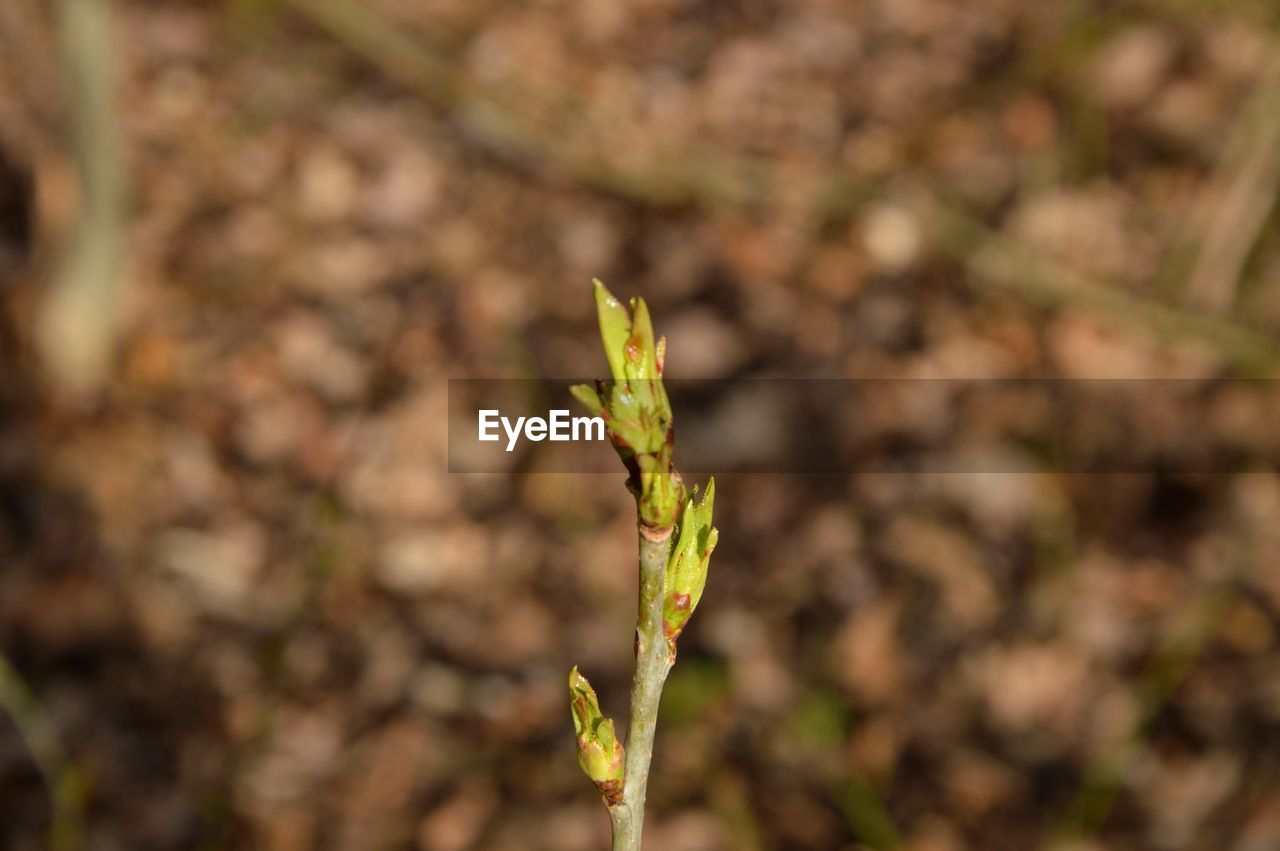 Close-up of green plant on field