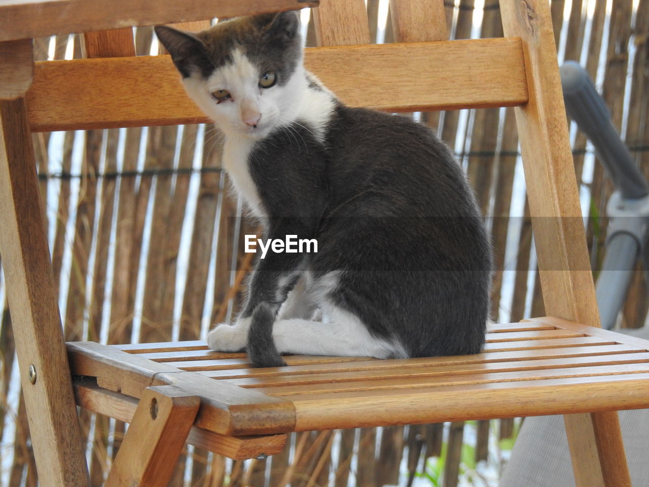 PORTRAIT OF CAT SITTING ON CHAIR