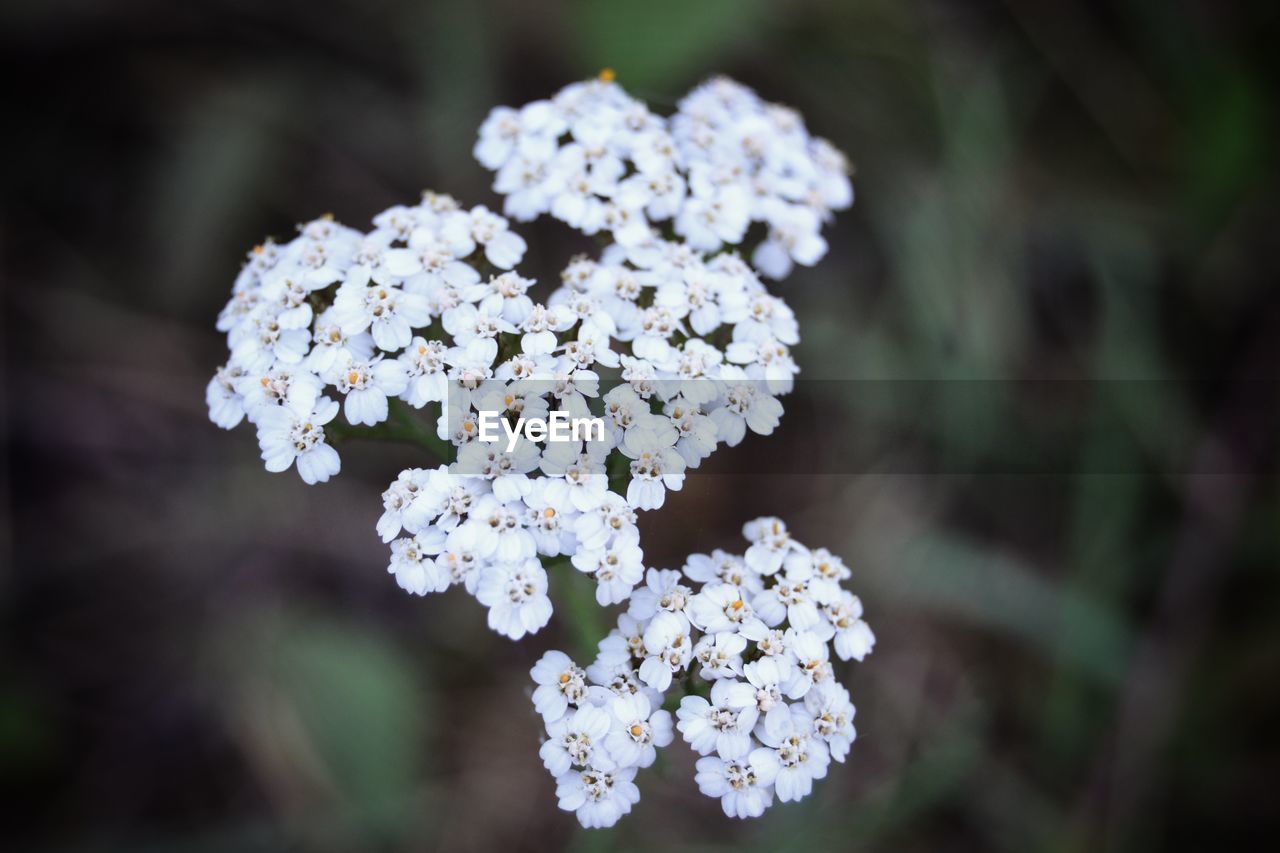 Close-up of white flowers blooming on tree