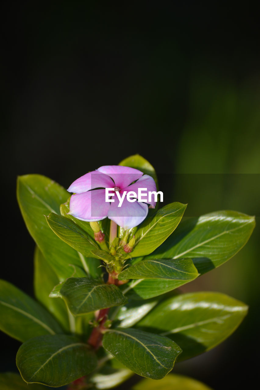 Close-up of purple flowering plant